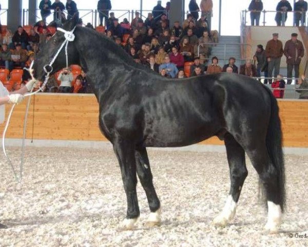 stallion Landfürst (Alt-Oldenburger / Ostfriesen, 2000, from Luer I)