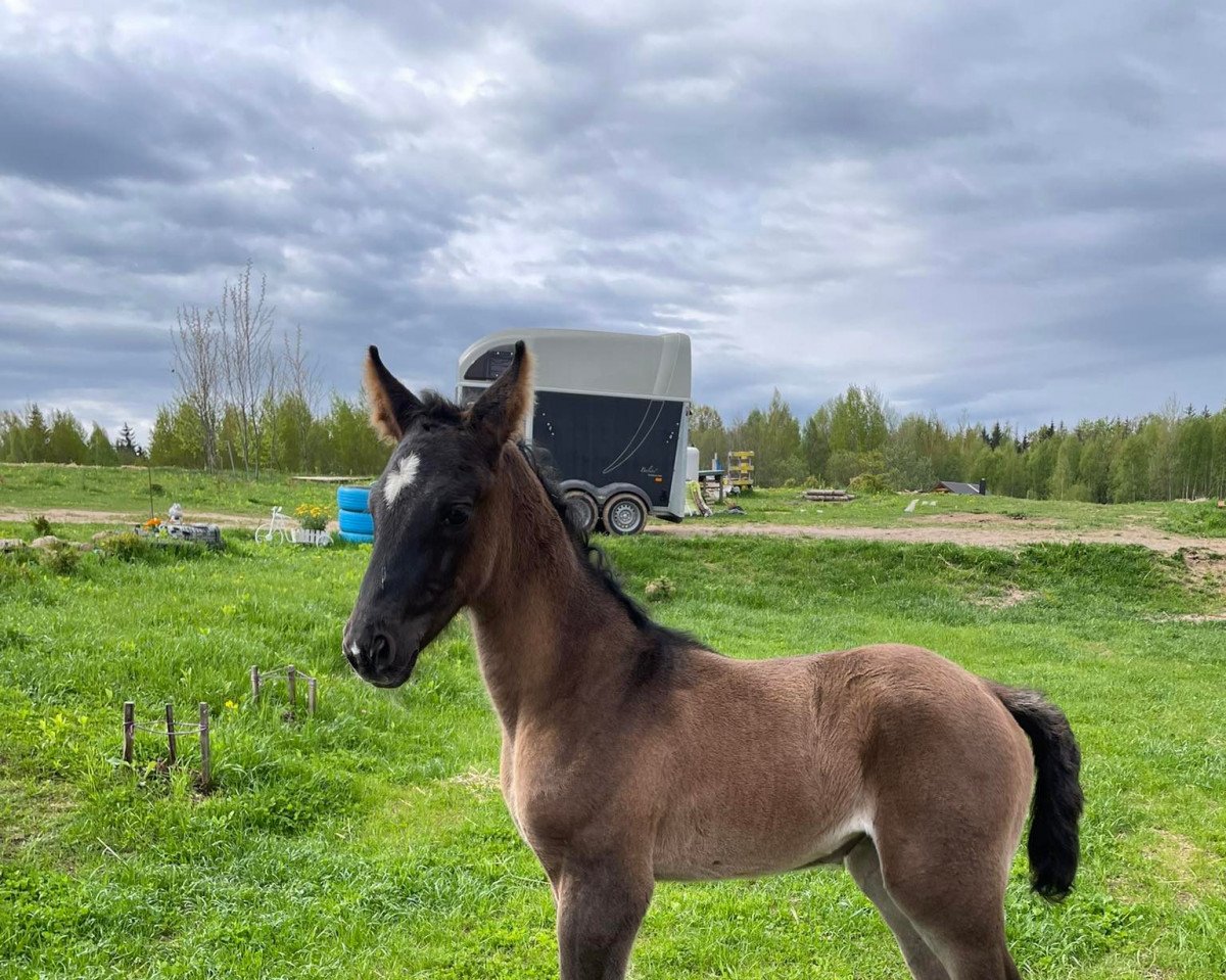 horse Tequilla DD (Oldenburg, 2022, from Tornado)