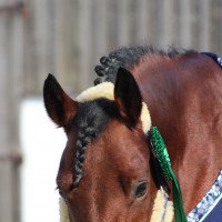 Springpferd Munsboro Care Bear (Irish Sport Horse, 2012, von Unbekannt IR)