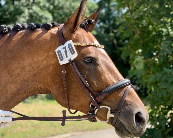 dressage horse Calgary 70 (Trakehner, 2010, from Donaudichter)