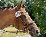 Dressurpferd Calgary 70 (Trakehner, 2010, von Donaudichter)