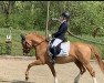 Dressurpferd Diamond Royal 5 (Deutsches Reitpony, 2017, von Diamond Touch NRW)