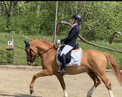 dressage horse Diamond Royal 5 (German Riding Pony, 2017, from Diamond Touch NRW)