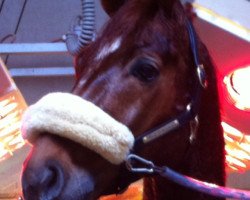 dressage horse Fürst Falkenberg (Oldenburger, 2002, from Fürst Heinrich)