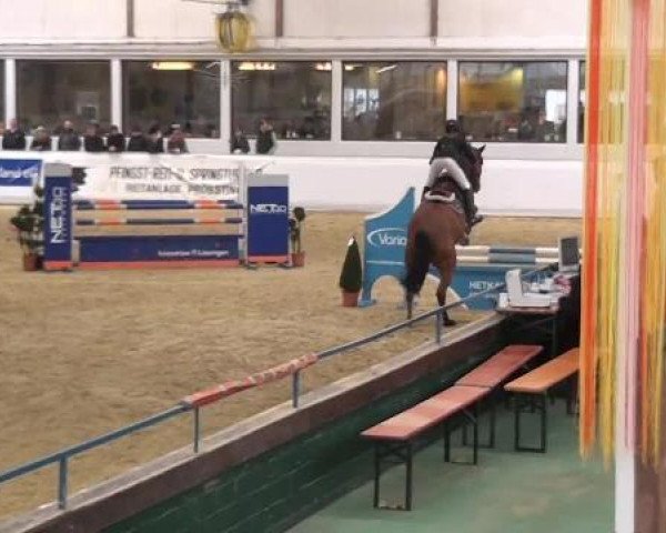 Springpferd Vancos (Holsteiner, 2008, von Verdi)