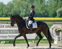 dressage horse Farrokh 2 (Hanoverian, 2016, from Finest)