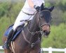 Springpferd Ballycullane Elton John (Connemara-Pony, 2016, von Robe Thunder Dun)