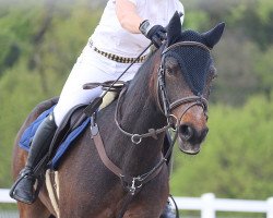 Springpferd Ballycullane Elton John (Connemara-Pony, 2016, von Robe Thunder Dun)