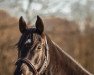 dressage horse Sezuan's Nobless (Hanoverian, 2016, from Sezuan)