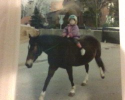 broodmare Alina (New Forest Pony, 1984, from Corvin)