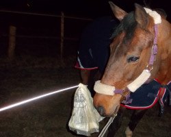 broodmare Landra (Hanoverian, 1998, from Landkönig)