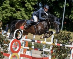 jumper Prinz Paolino (German Sport Horse, 2009, from Poleggio)