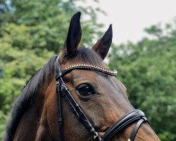 jumper Carry's Milagro (Hanoverian, 2008, from Carry Gold)