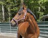 dressage horse Lollipop (Rhinelander, 2003, from Lucky Luke)