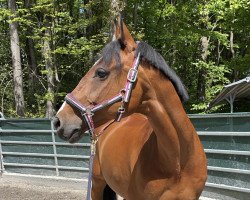 dressage horse Lollipop (Rhinelander, 2003, from Lucky Luke)