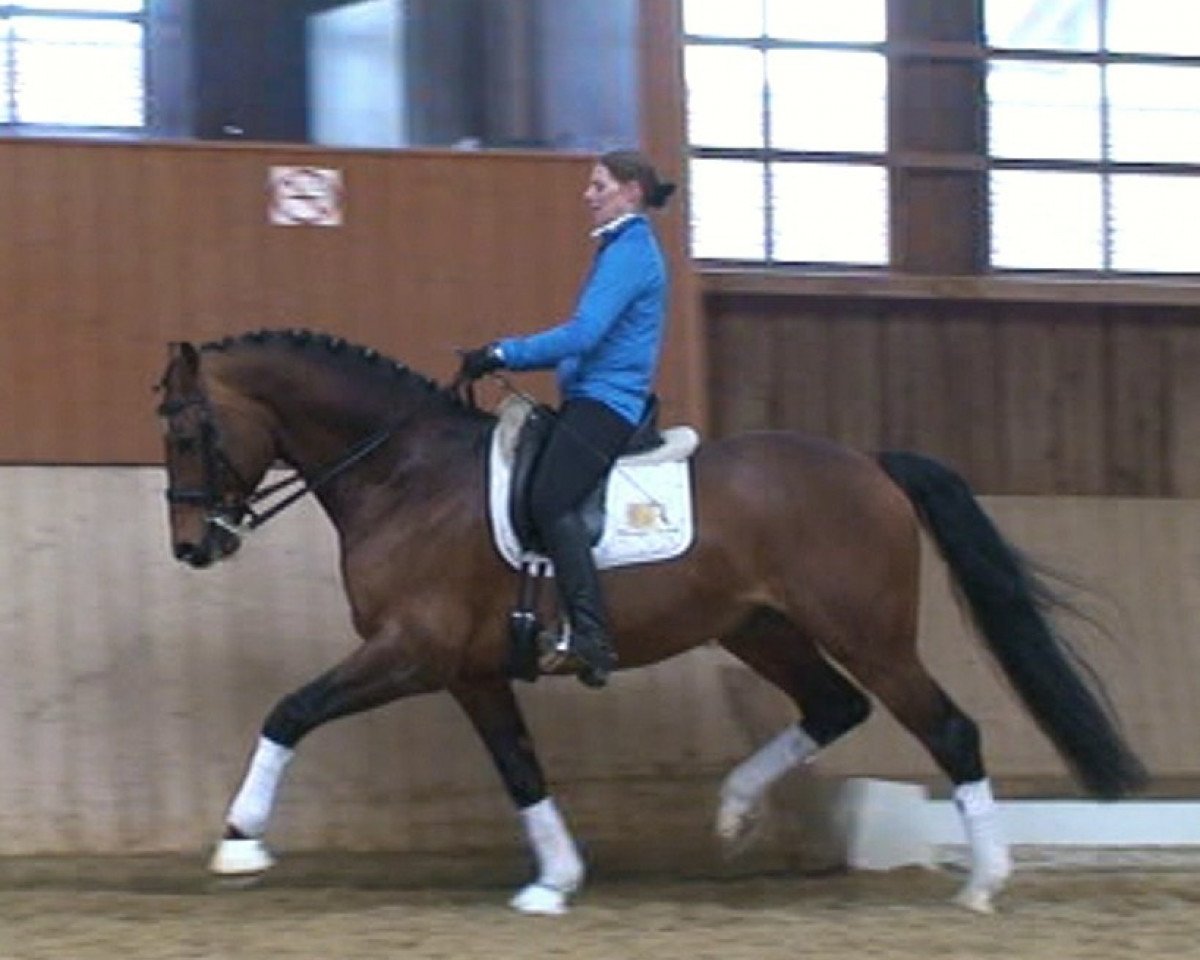 Pferd Lucky Gentleman (Hessisches Warmblut, 2001, von Lucky Lionell)