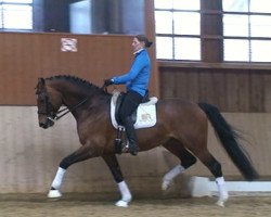 horse Lucky Gentleman (Hessian Warmblood, 2001, from Lucky Lionell)