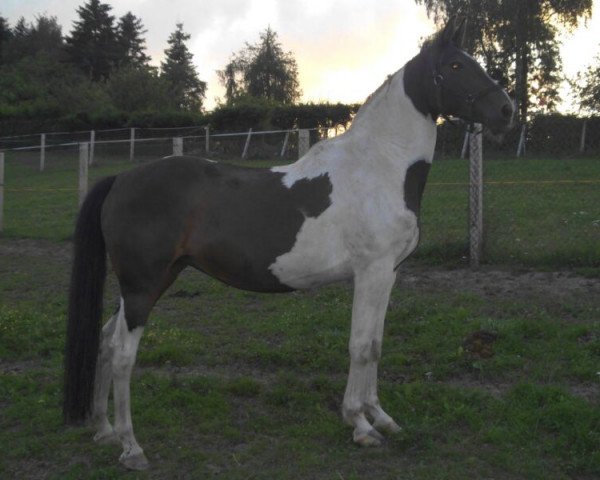 Pferd Melodie (Zweibrücker, 1996, von Skyline)