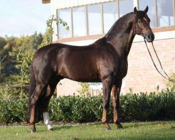 stallion Damon Hill (Westphalian, 2000, from Donnerhall)