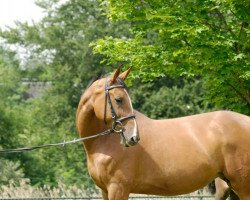 broodmare Bagatelle (Rhinelander, 2002, from Baloubet du Rouet)