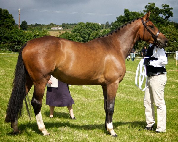 broodmare Grace (German Sport Horse, 2008, from Dambach)