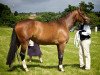 broodmare Grace (German Sport Horse, 2008, from Dambach)