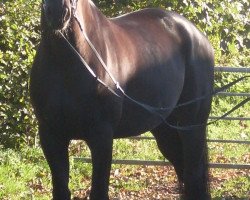 dressage horse Mi Amor (Rhinelander, 2005, from Münchhausen)