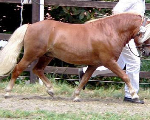 stallion Pirat S (Dt.Part-bred Shetland pony, 1998, from Picobello H)