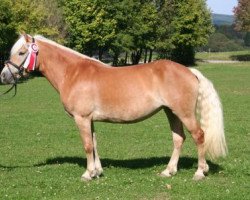 broodmare Mendosa (Austrian Warmblood, 2007, from Nabucco)