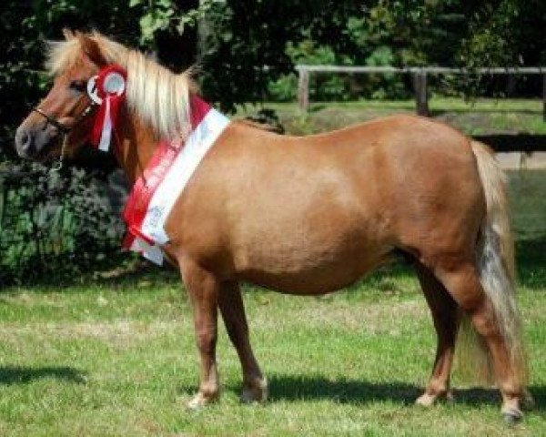 Zuchtstute Bonni von Paho (Dt.Part-bred Shetland Pony, 2002, von Bajazzo von Uda)