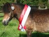 Zuchtstute Prinzessin Paula (Dt.Part-bred Shetland Pony, 2003, von Pirat S)