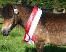 Zuchtstute Prinzessin Paula (Dt.Part-bred Shetland Pony, 2003, von Pirat S)