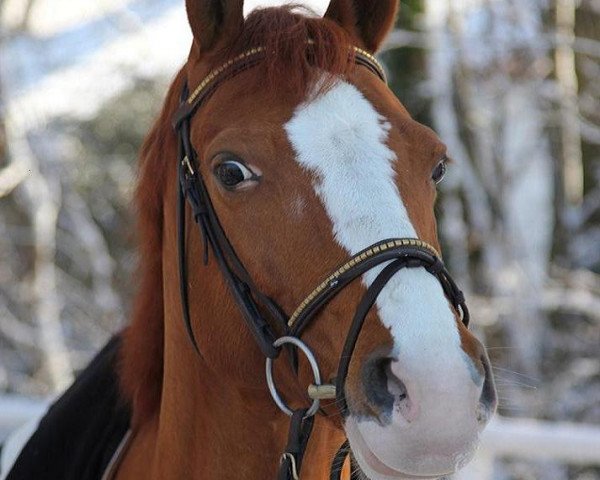 horse Leonas 3 (Russian Trakehner, 2001, from Chorej)