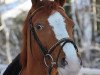 horse Leonas 3 (Russian Trakehner, 2001, from Chorej)