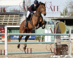 jumper C Grupo Prom Cayanne Z (Zangersheide riding horse, 2007, from Canaye)