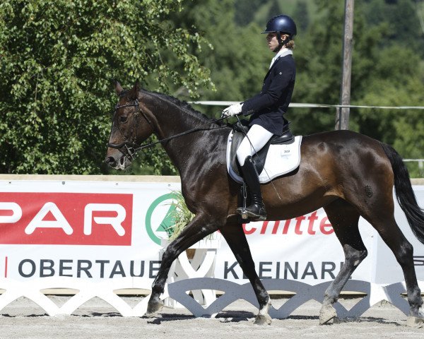 dressage horse Geraldine 176 (Bavarian, 2000, from Coriograf B)