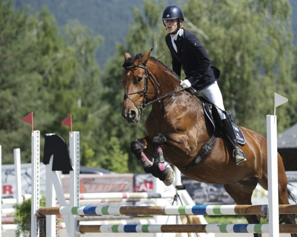 dressage horse Nebel Perle (Noric, 2009, from Tauerngold Vulkan XVII)