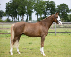 dressage horse Milkyway 13 (German Riding Pony, 2016, from The Braes My Mobility)