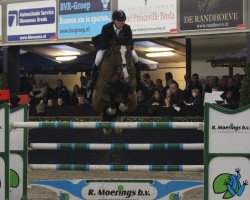 stallion Falco van de Noordhoek (Belgian Warmblood, 2005, from Orlando van de Heffinck)