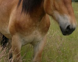 Pferd Michel van Baaks (Niederländisches Kaltblut, 2010, von Michel van de Kapelhoeve)