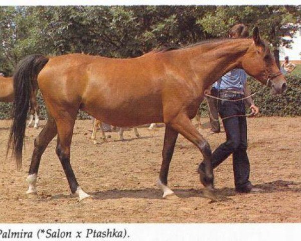 broodmare Palmira 1967 ox (Arabian thoroughbred, 1967, from Salon 1959 ox)