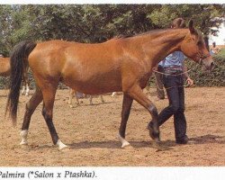 broodmare Palmira 1967 ox (Arabian thoroughbred, 1967, from Salon 1959 ox)