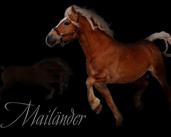 dressage horse Mailänder (Haflinger, 1998, from Maifürst)