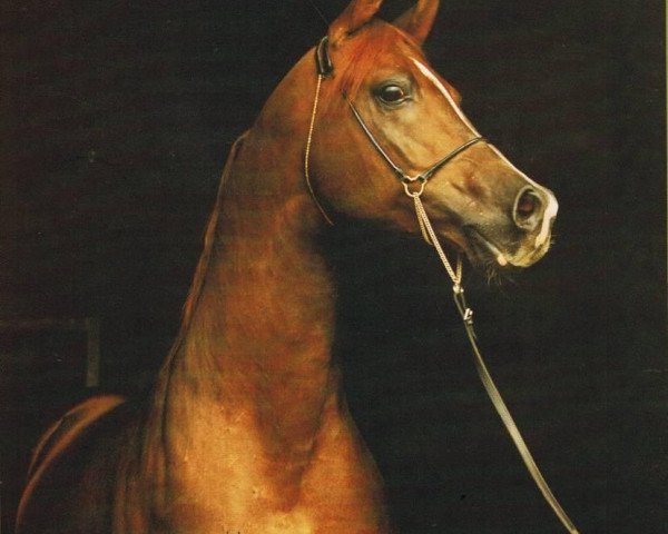 stallion Peleng 1978 ox (Arabian thoroughbred, 1978, from Nabeg 1966 ox)