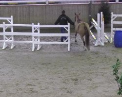 dressage horse Dorincourt (Rhinelander, 2009, from Arts-Dancer-Boy)