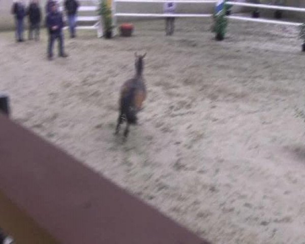 dressage horse Cuba Libre (Rhinelander, 2010, from FS Champion de Luxe)