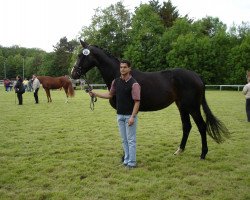 broodmare Sternschnuppe 92 (Hanoverian, 2003, from San Brasil)