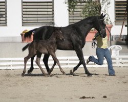 broodmare Grandezza (Hanoverian, 1997, from Graf Grannus)