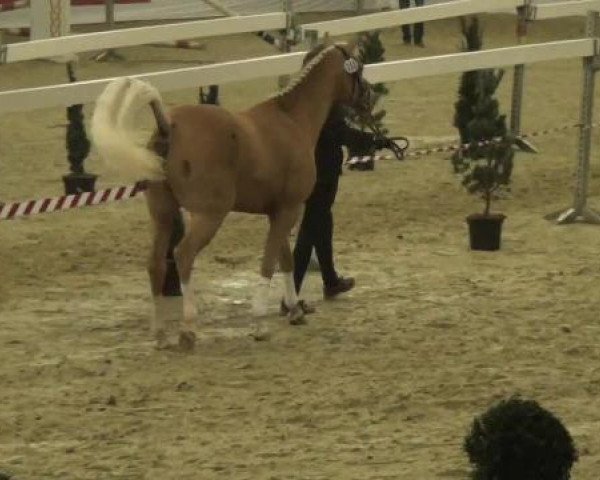 stallion Top Cerubino (German Riding Pony, 2010, from Top Champy)