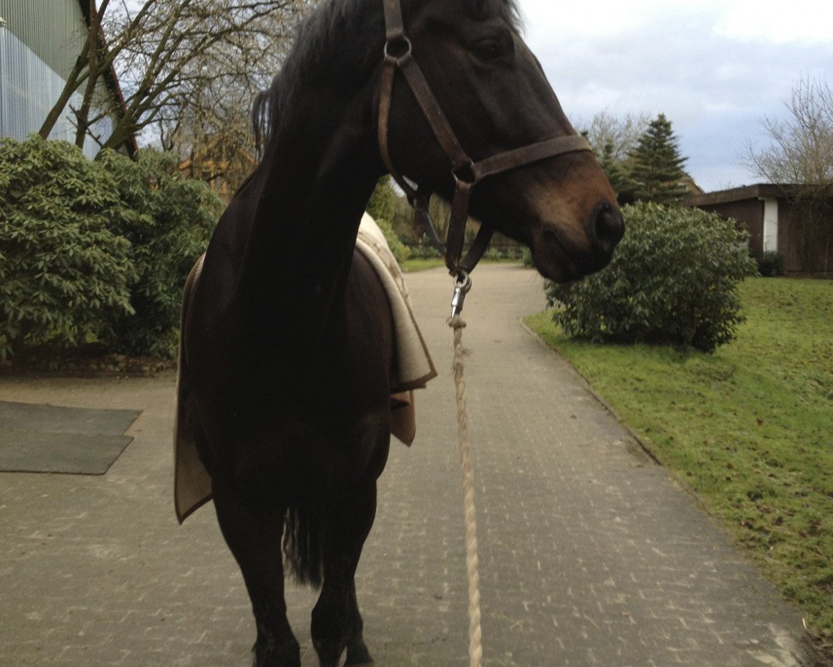 Dressurpferd Sarotti 55 (Hannoveraner, 2008, von Stedinger)